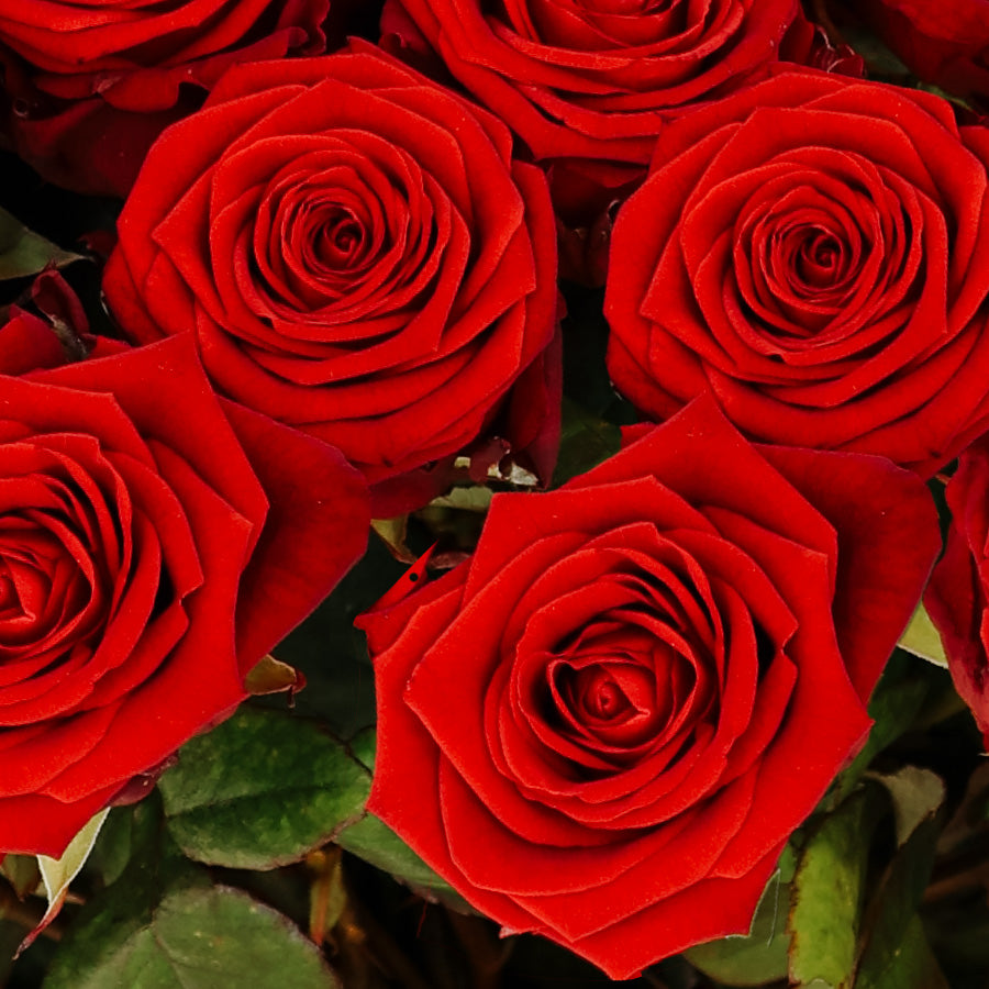 100 Roses