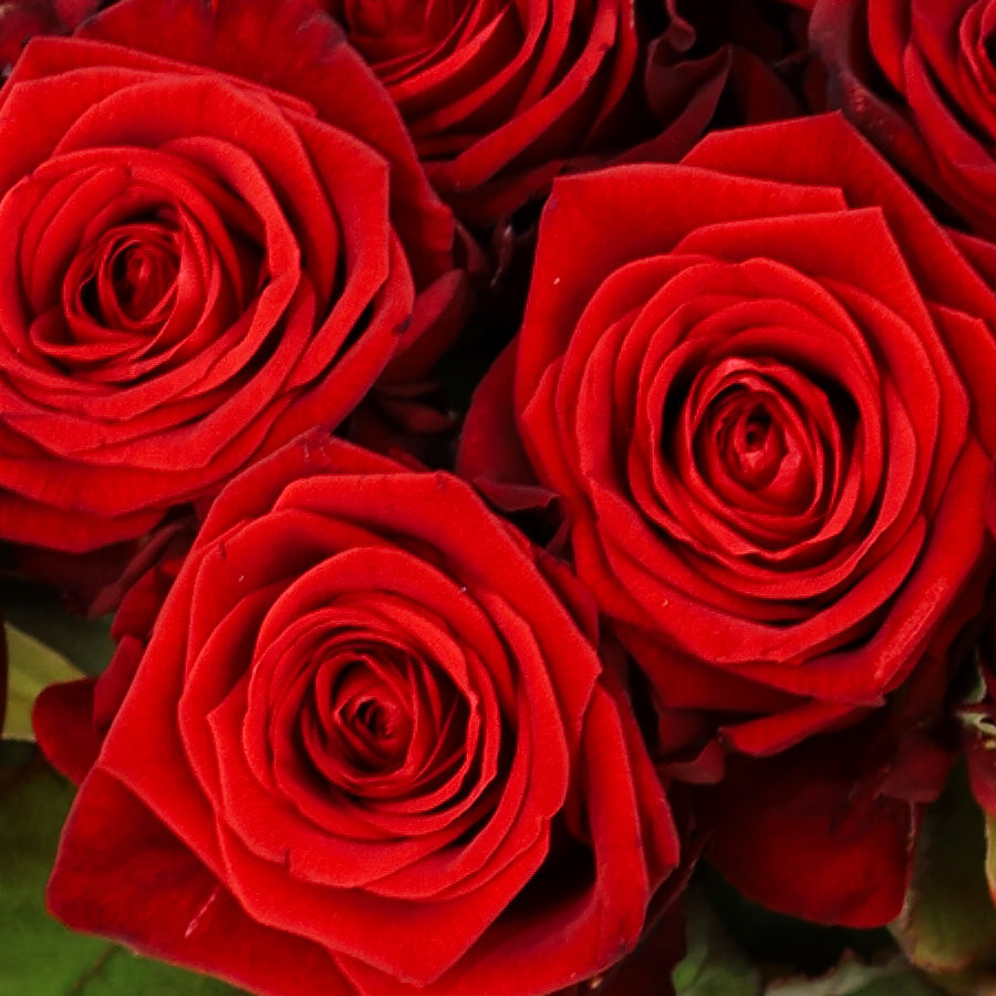 50 Roses